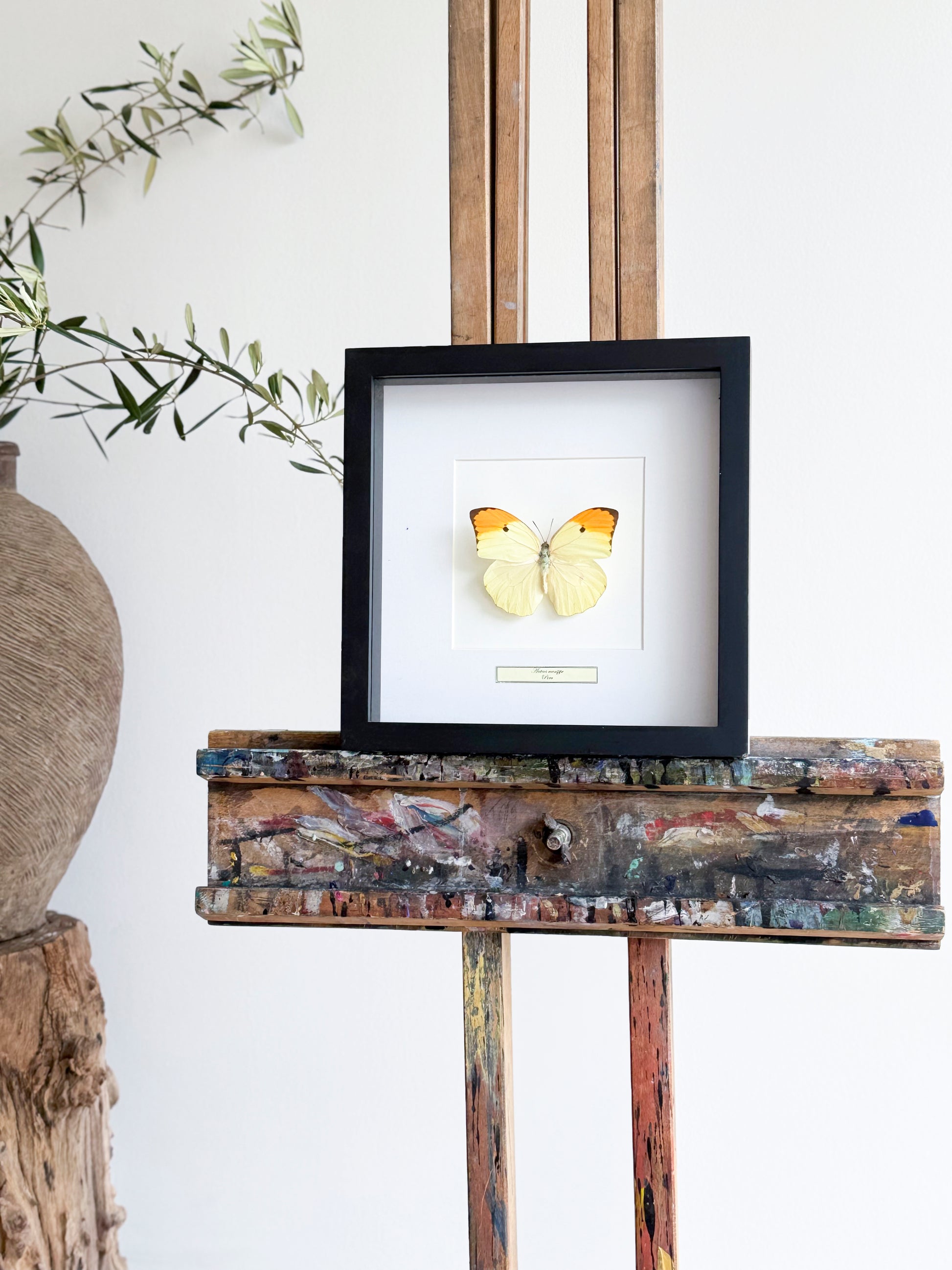 Framed butterfly Anteos Manippe peni