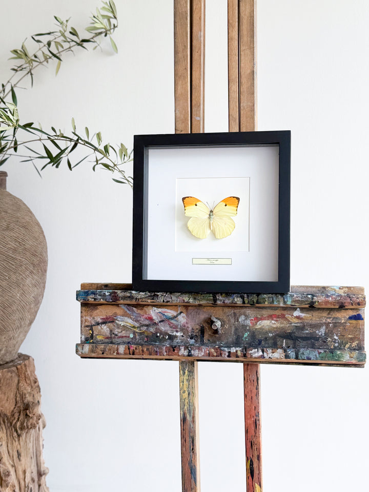 Framed butterfly Anteos Manippe peni