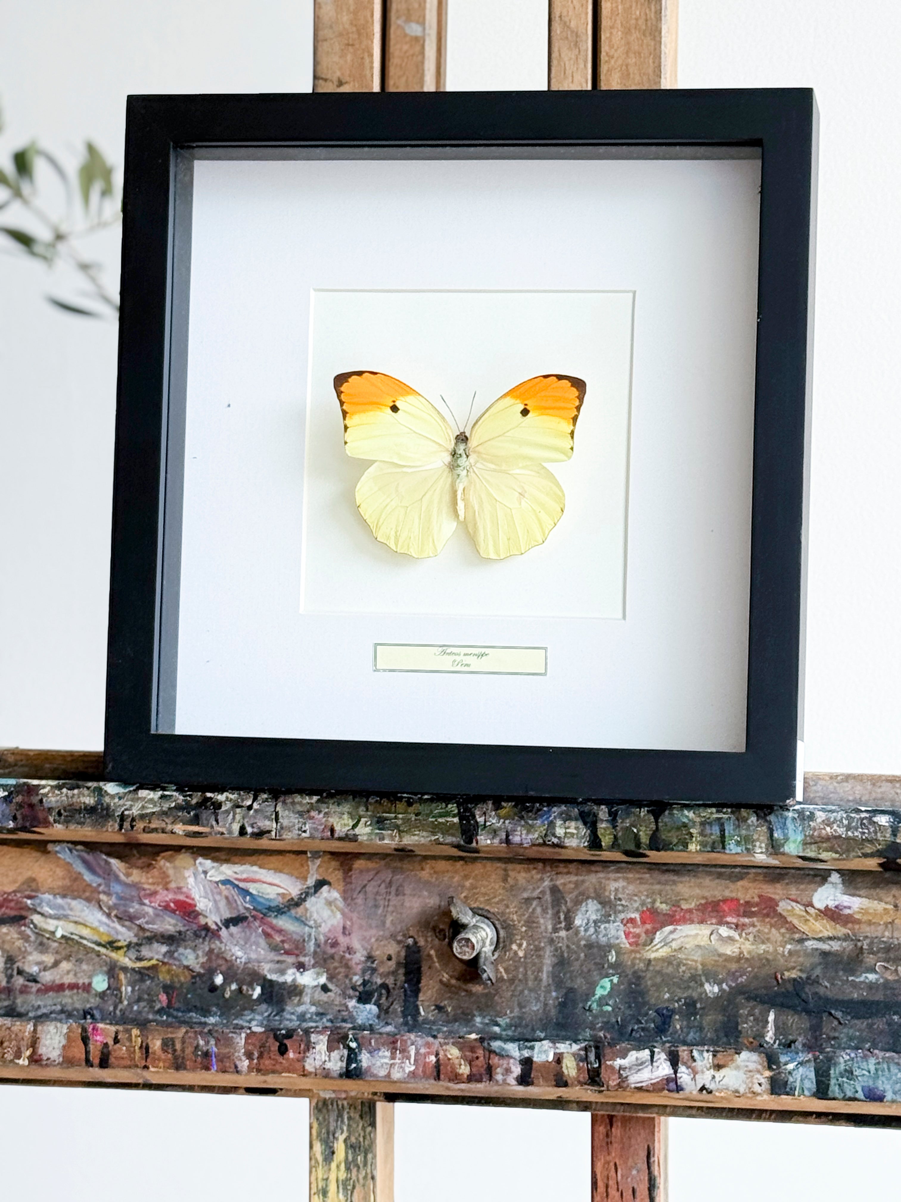 Framed butterfly